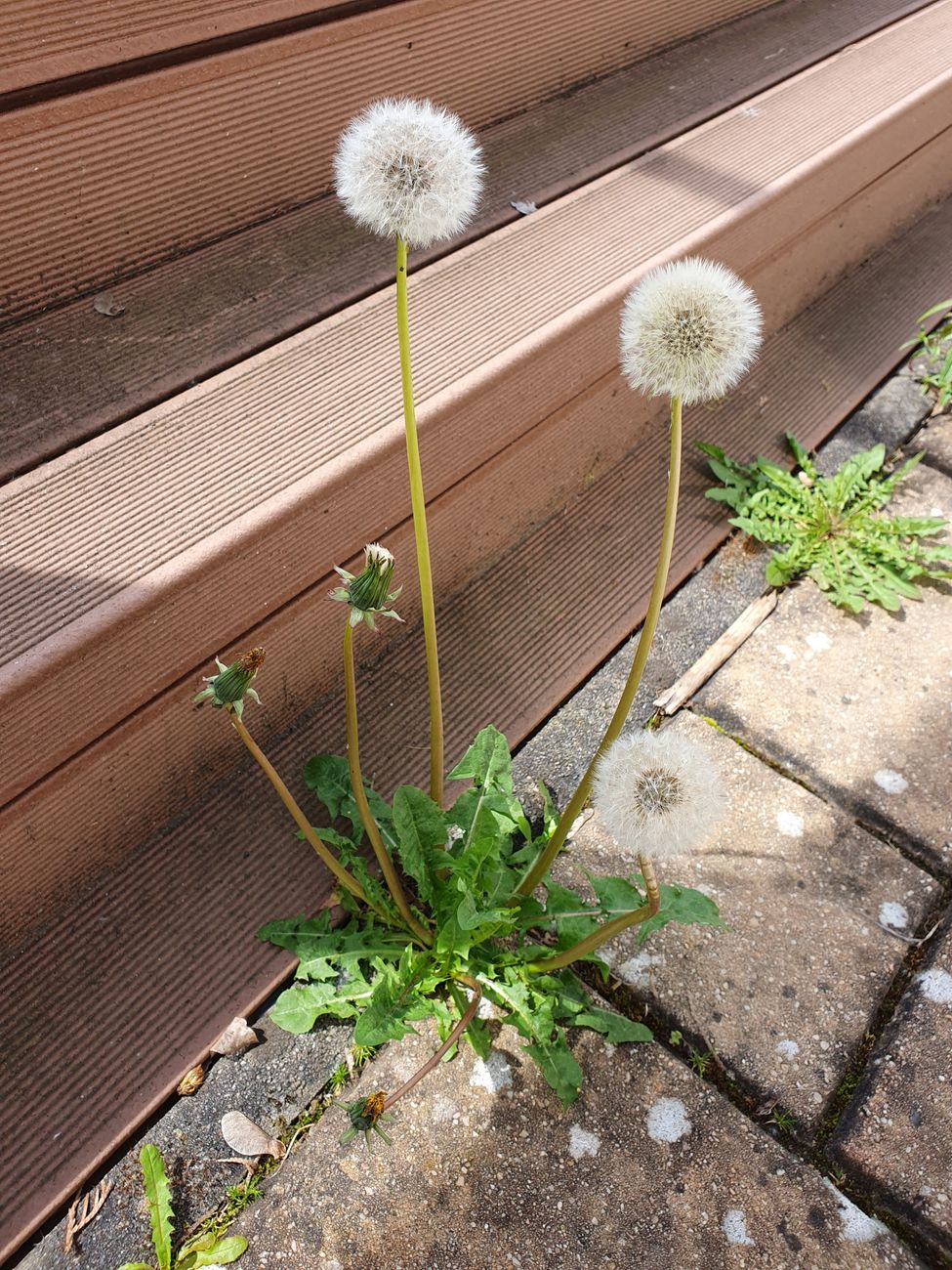 common UK paving weeds