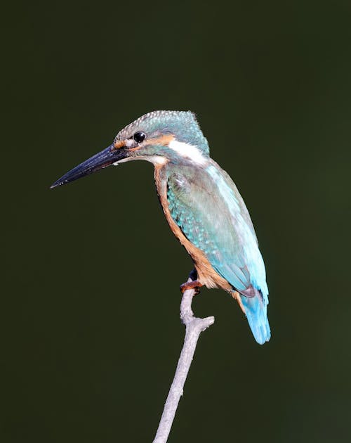 Close up of Kingfisher