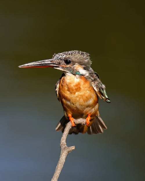 Imagine de stoc gratuită din colibri, creangă, faună sălbatică