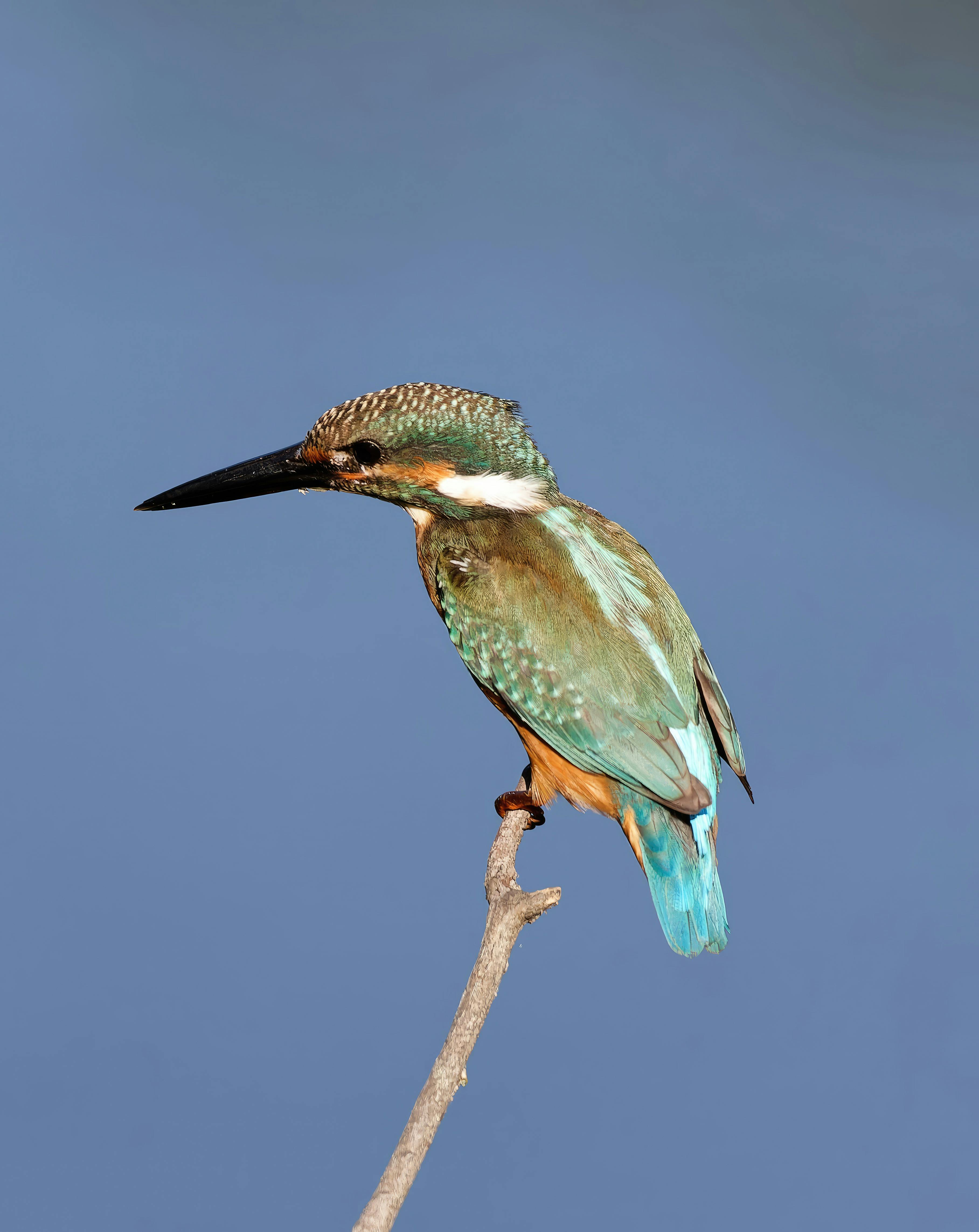 How To Catch Kingfish Ebook