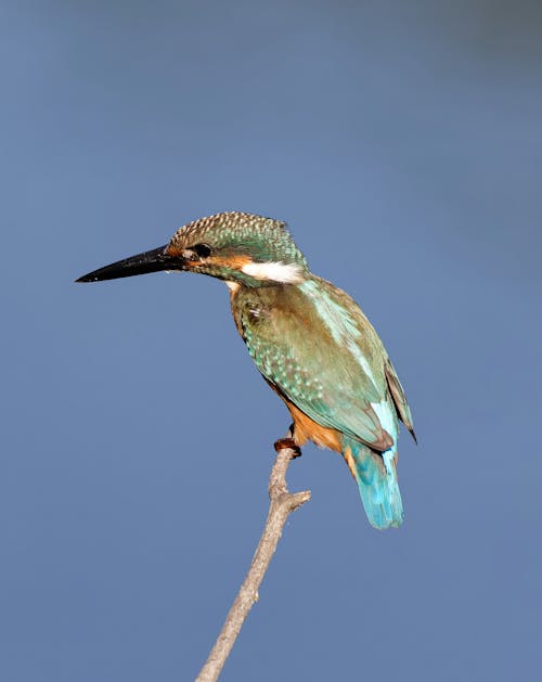 Close up of Kingfisher
