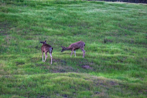 Deer in Nature