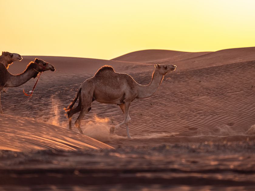 Camels walking single file across dunes in golden evening light