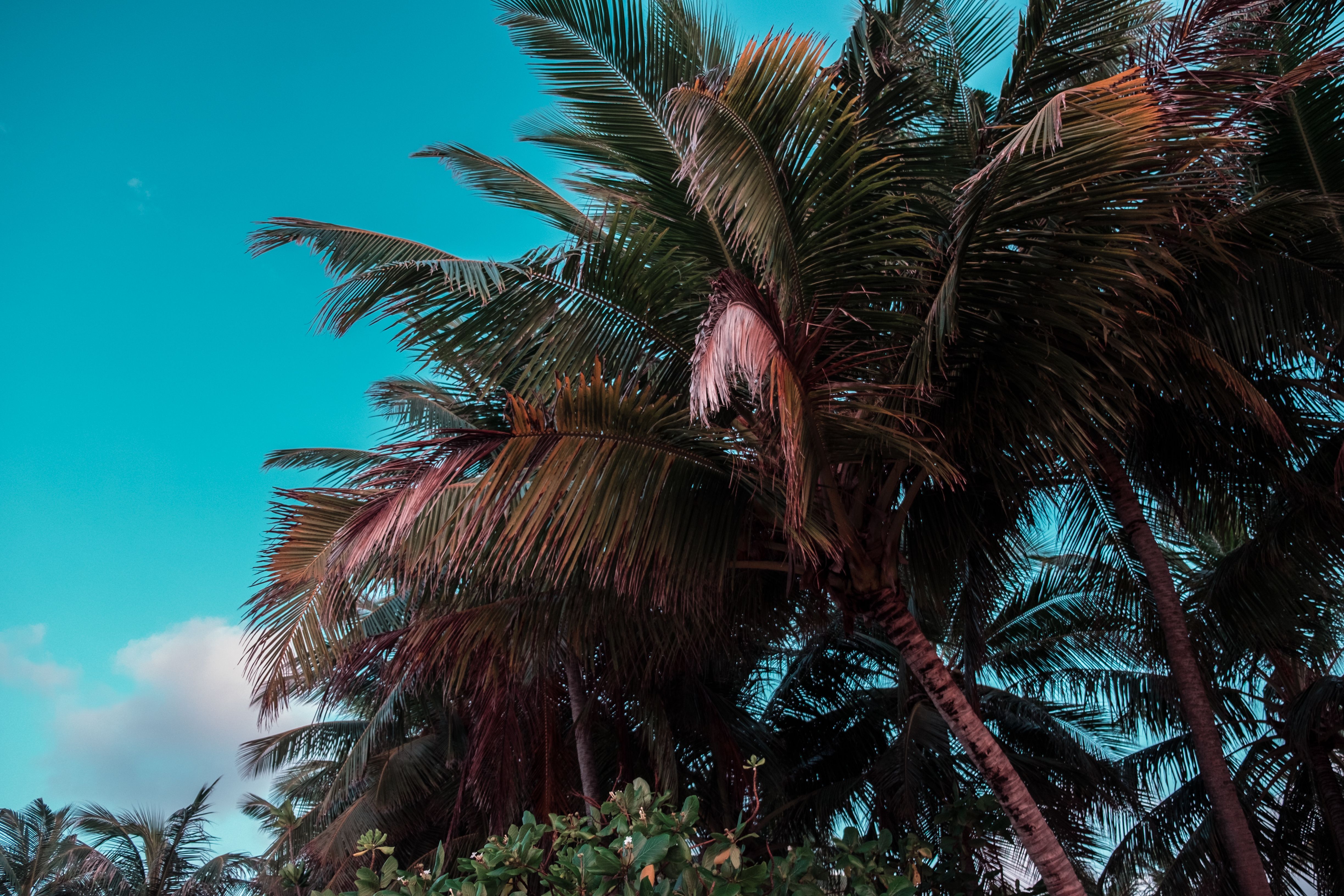 The Caribbean’s Buzzing New Hotspot: Redefining Summer Family Travel in the D.R. — Photo by Mo Eid on Pexels