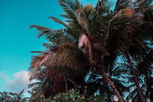 Palm Trees against Blue Sky