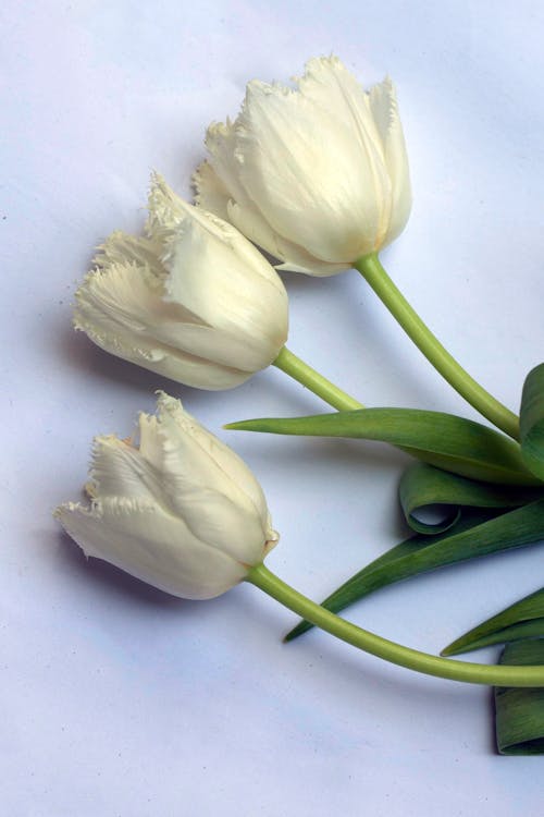 Fotobanka s bezplatnými fotkami na tému biele pozadie, kvety, lupeň