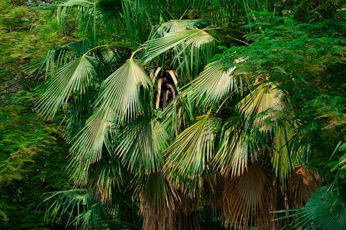 Darmowe zdjęcie z galerii z głęboki, las, liście