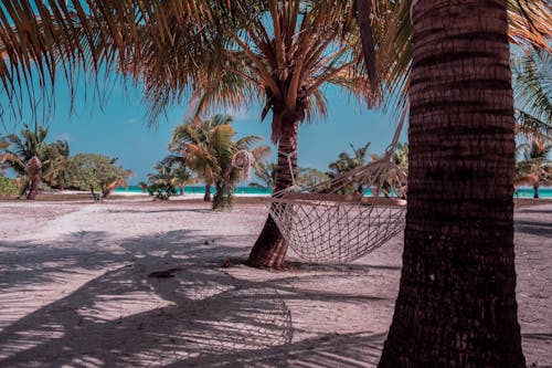 Hammock between Palm Trees