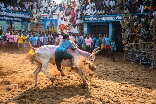 Jallikattu - Traditional sport of india