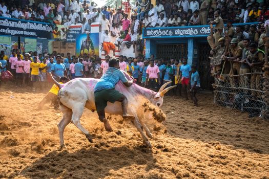 Dynamic image of the Jallikattu event in Madurai, capturing cultural vibrancy and excitement.