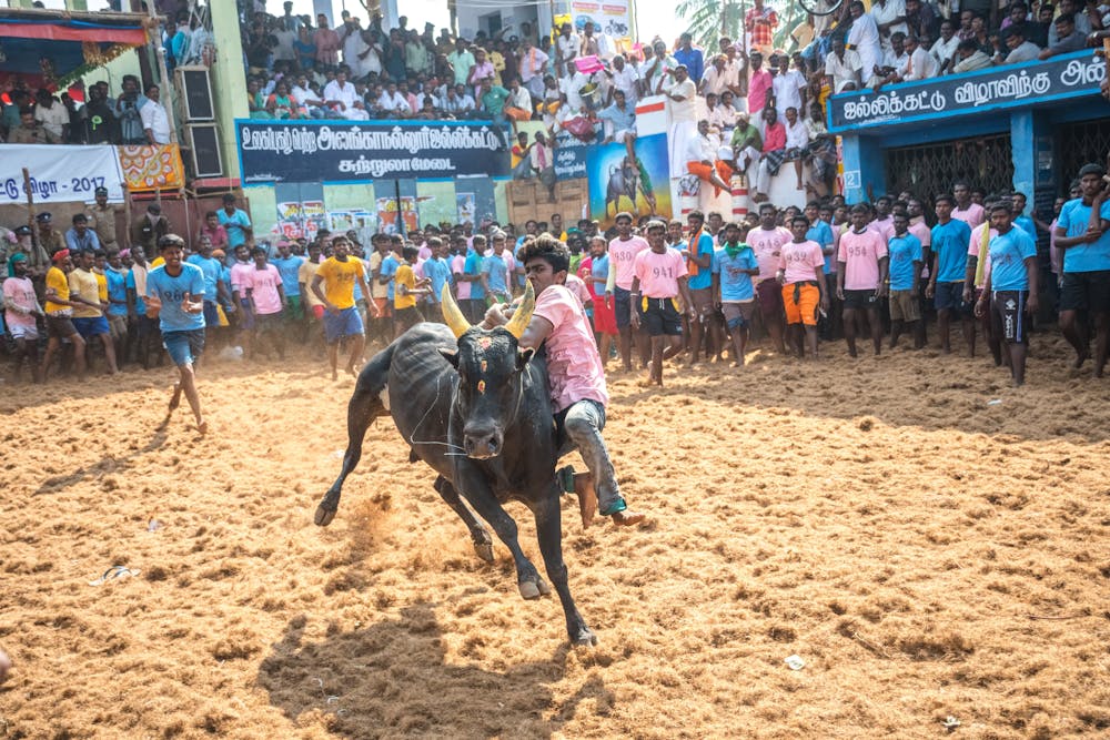Kuthiraivali Pongal