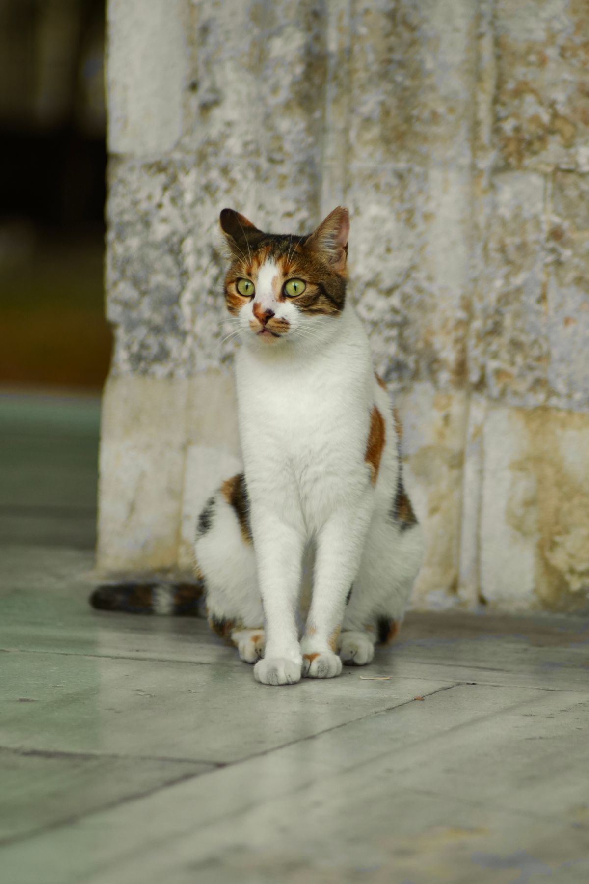 Langage des chats : lire 8 postures sans surinterpréter un seul signal