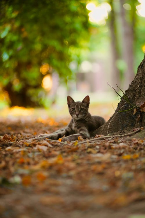 Kostenloses Stock Foto zu gefleckt, haustiere, katze