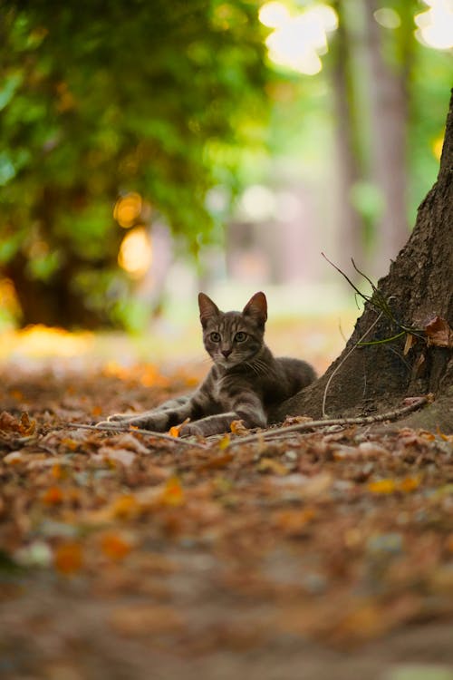 Foto profissional grátis de animais de estimação, árvore, fechar-se