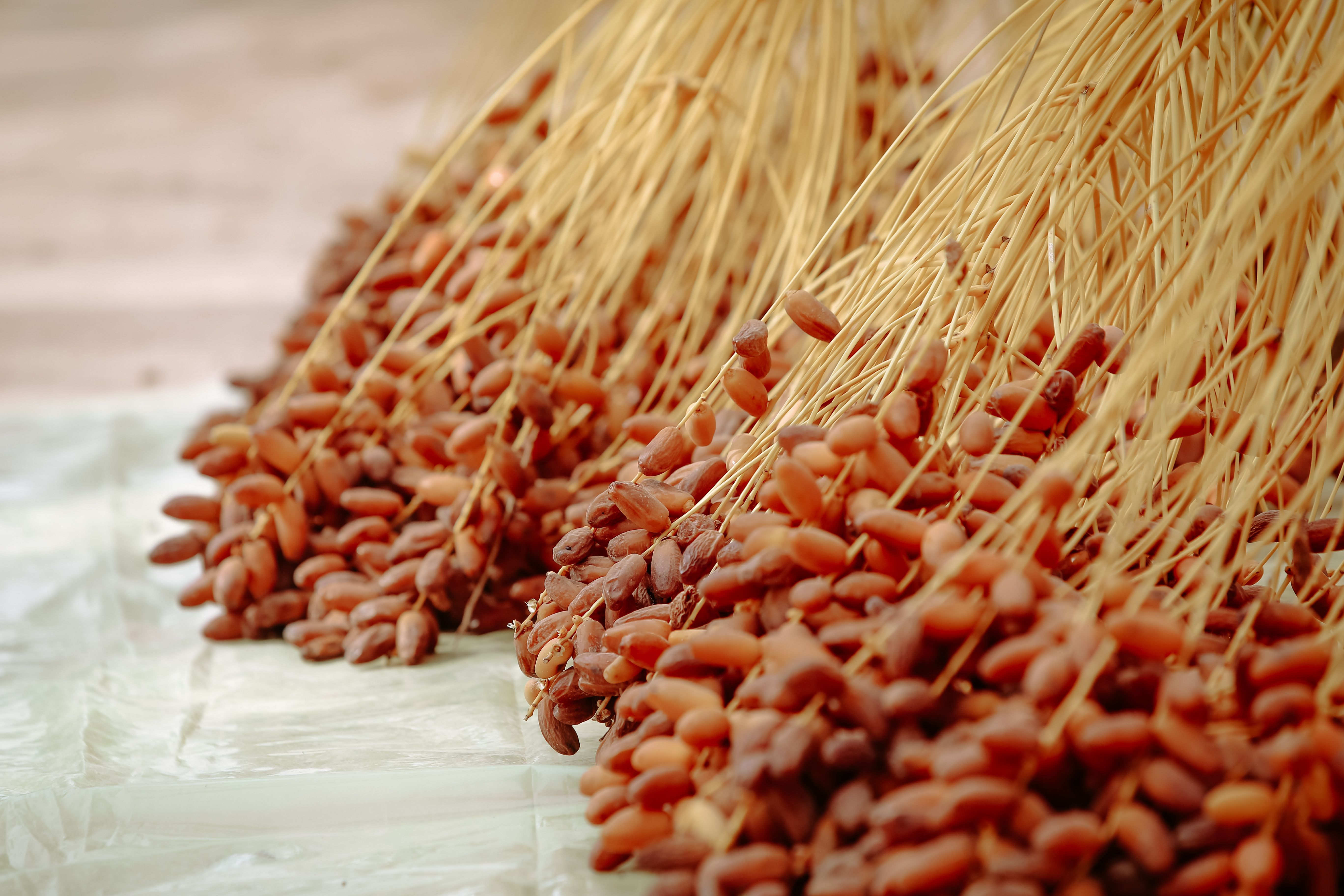 Bunches Of Date Palm Stalks With Ripe Fruits Free Stock Photo bunches-of-date-palm-stalks-with-ripe-fruits-free-stock-photo