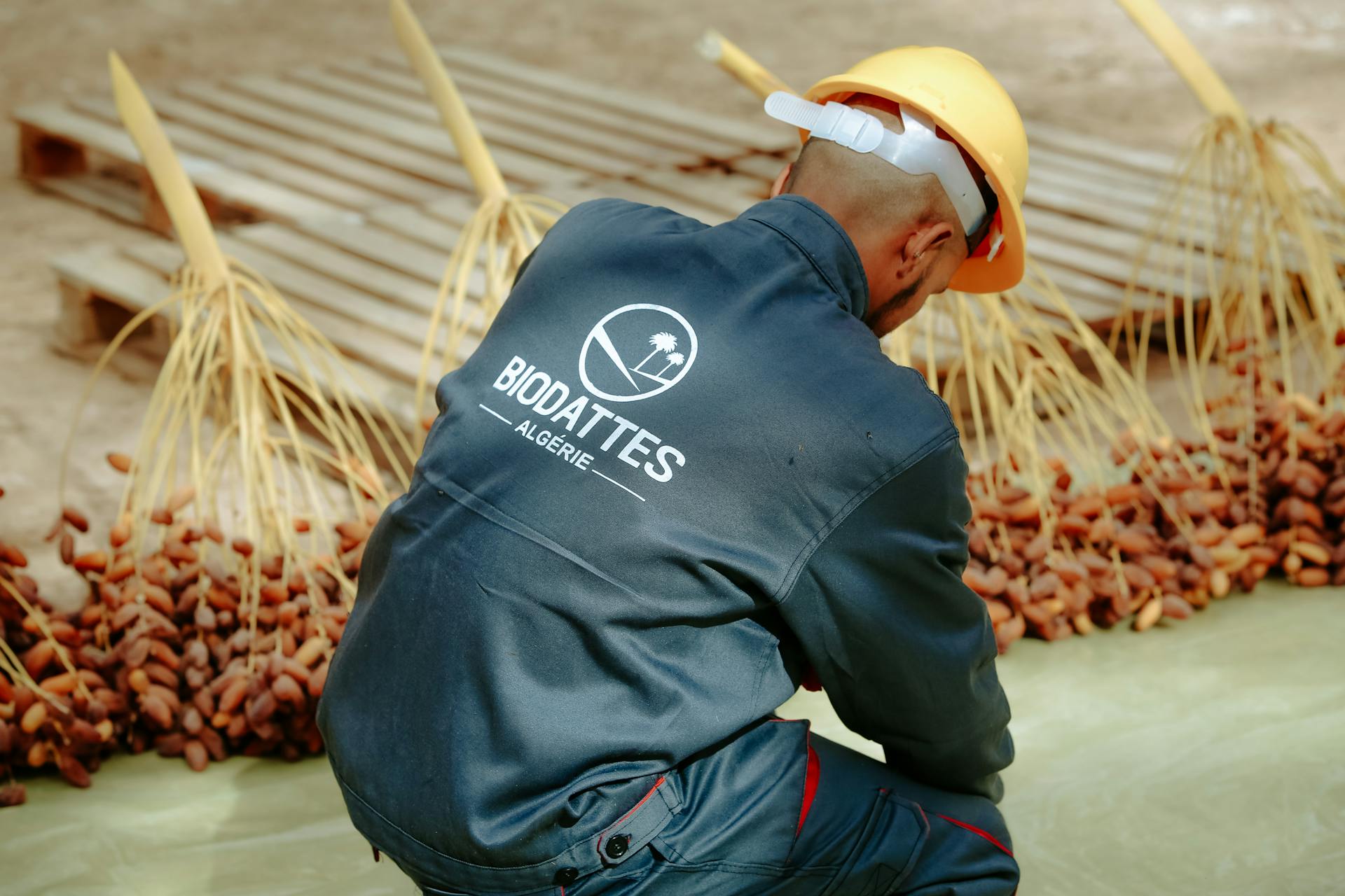 Man sorting dates in Biskra, Algeria, wearing workwear and safety gear in an agricultural setting.