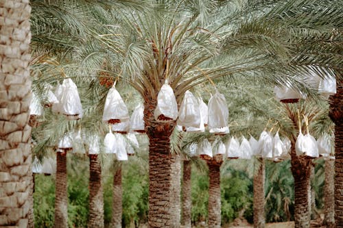View of Bundles of Dates Hanging on Palm Trees