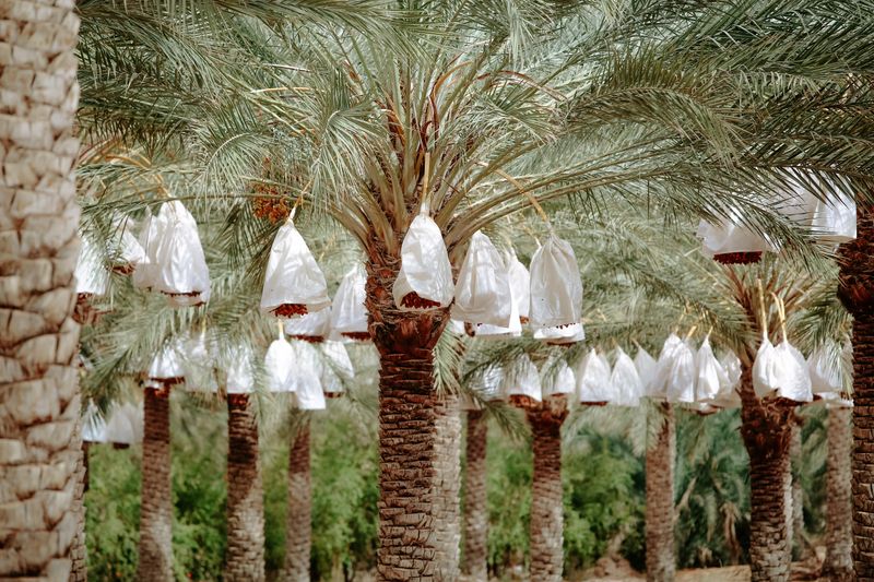 نخلة المجهول