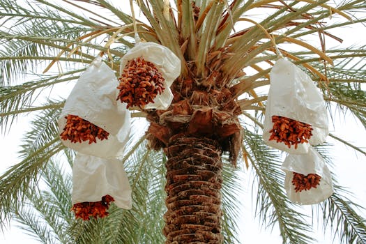 Close-up view of date bundles on a palm tree in Biskra, Algeria.