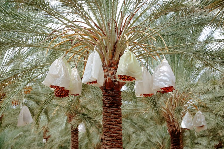 Wrapped Fruits On Date Palms 