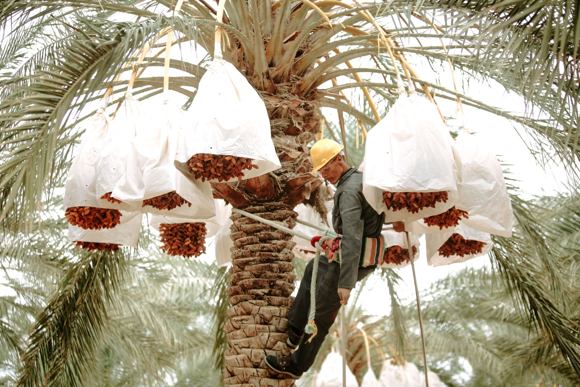 A worker in a hard hat harvests dates from a palm tree in Biskra, Algeria.