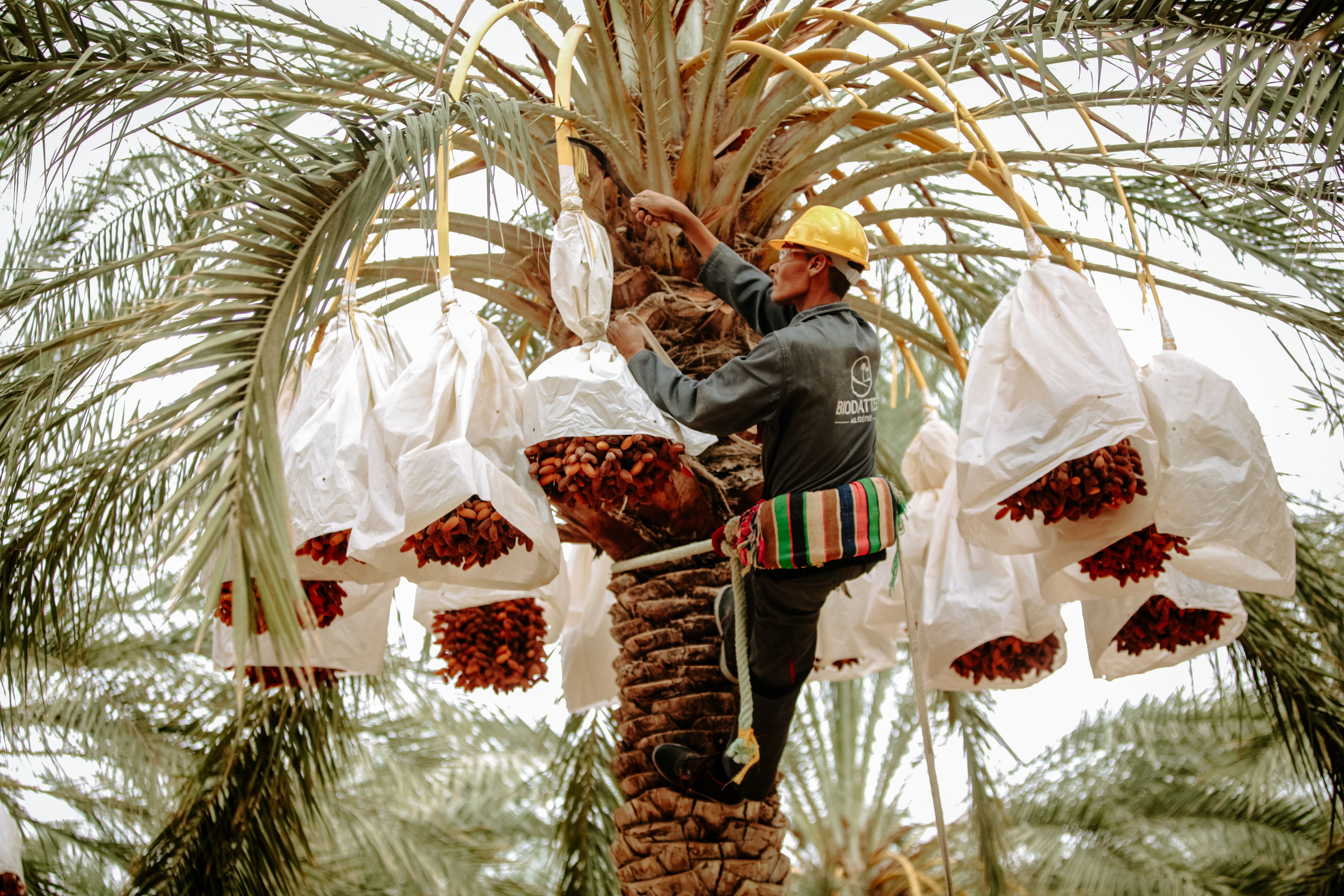 Trabajador podando una palmera al estilo tradicional de Elche