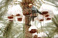 An adult worker harvesting dates in a palm plantation in Biskra, Algeria.