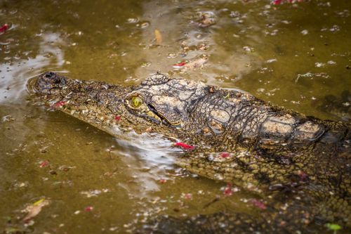 Free A crocodile partially submerged in muddy water with visible scales and yellow eyes. Stock Photo