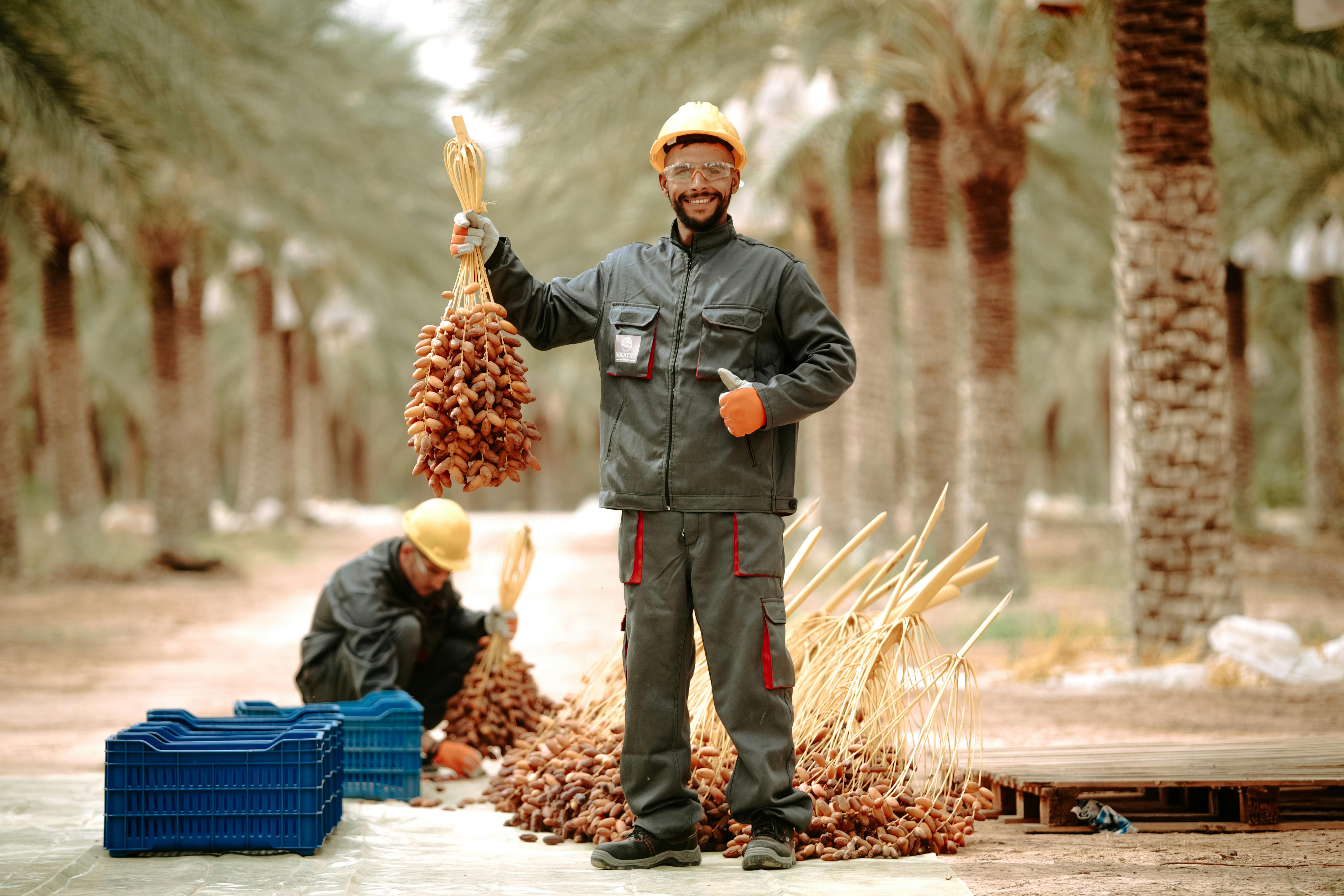 Harvesting the fruits of dates deglet nour in biskra algeria · Free