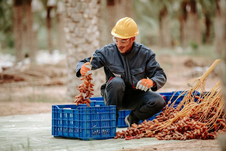 Man Putting Ripe Date Fruits In A Blue Plastic Crate