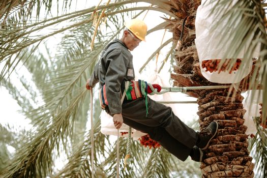 Worker harvesting dates from palm trees in Biskra, Algeria wearing safety gear.