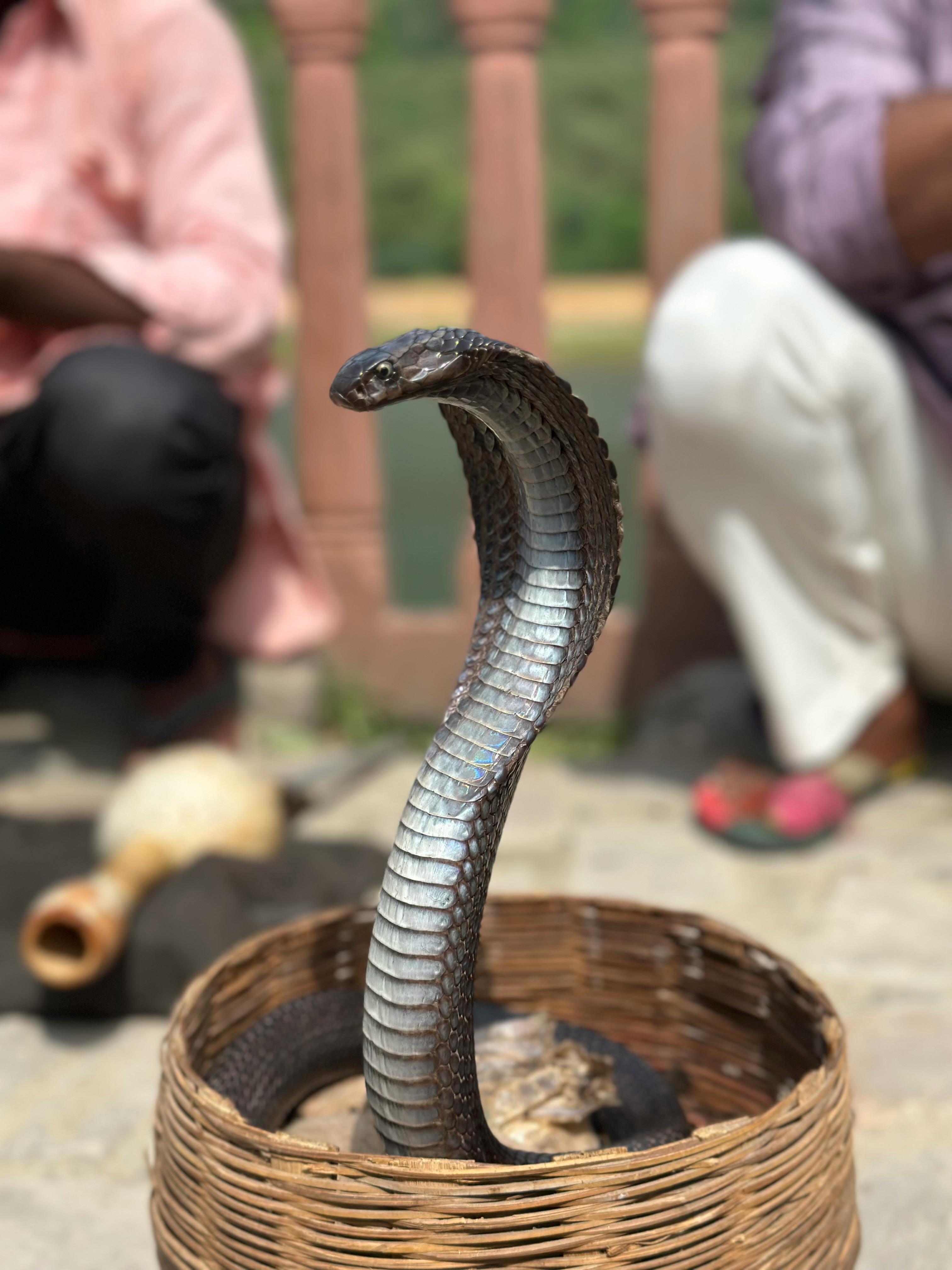 Logo Snake Cobra Vector & Photo (Free Trial) | Bigstock