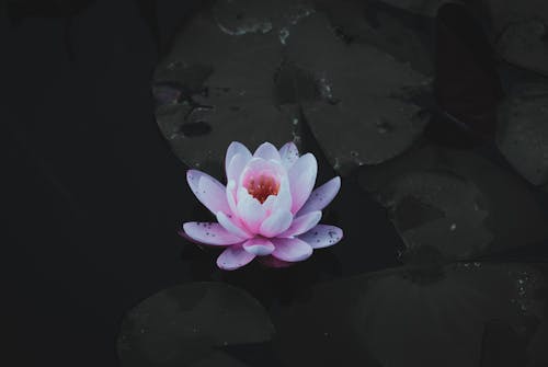 나뭇잎, 물, 분홍색의 무료 스톡 사진
