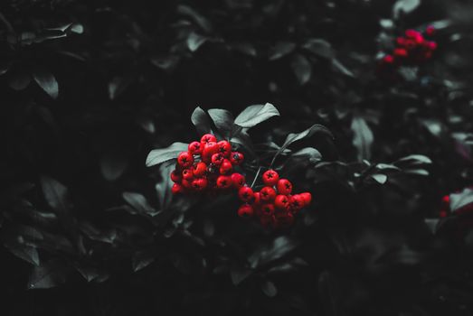 Artistic close-up of vibrant red berries against dark leaves, capturing a moody natural aesthetic.