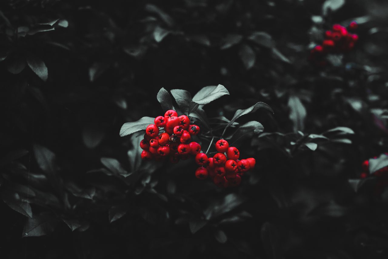 artistic close up of vibrant red berries against dark leaves capturing