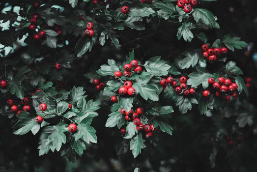 Close-up of vibrant red berries on lush green leaves, showcasing the beauty of nature.