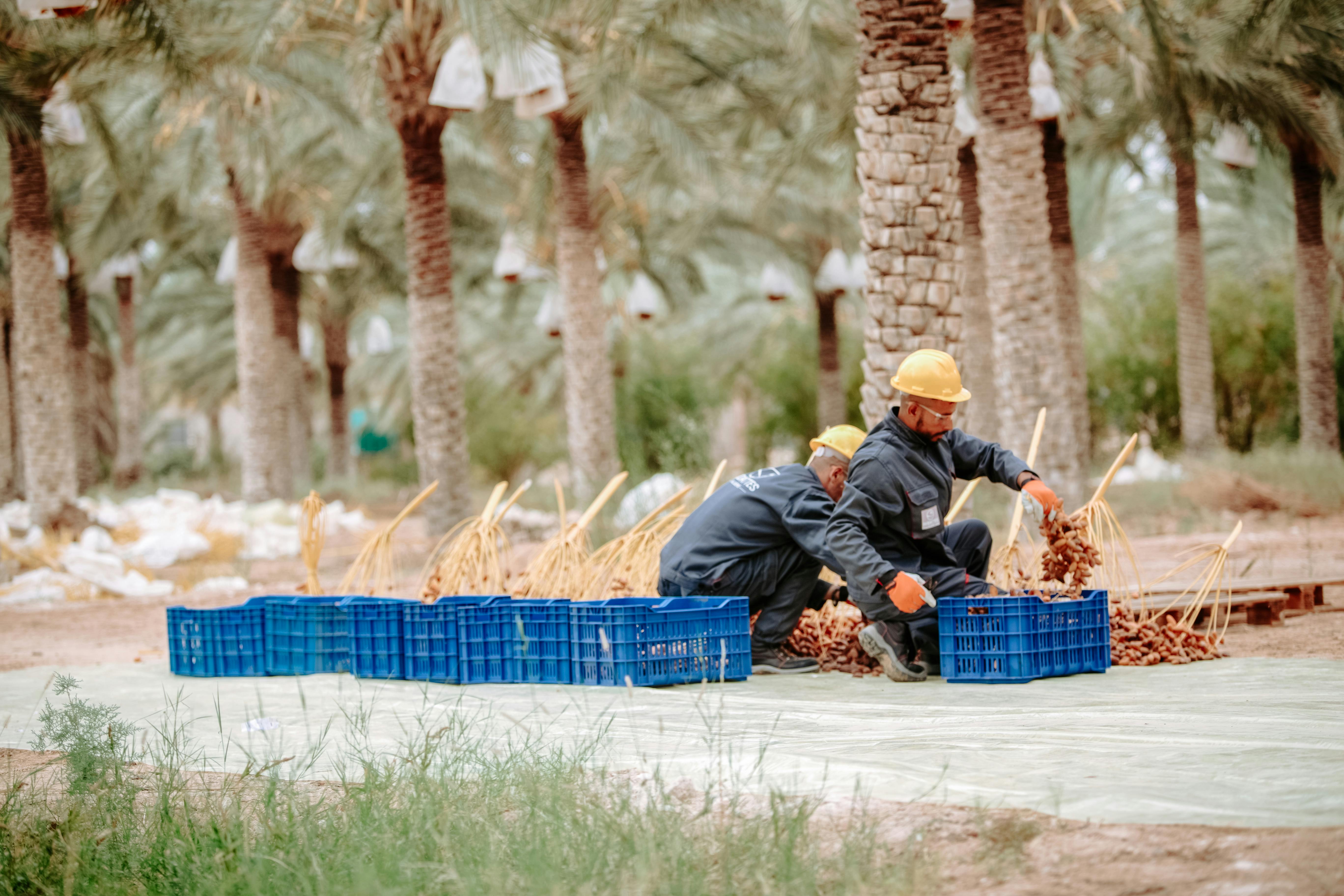 Two workers harvesting dates in a palm plantation in Biskra, Algeria. Outdoors, daytime scene.