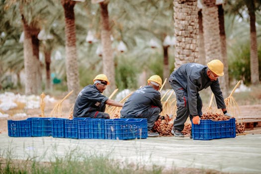 Men in workwear and yellow hardhats picking dates in a palm plantation.