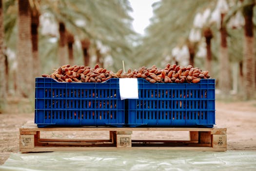 Blue crate of dates on a wooden pallet in palm grove, Biskra, Algeria.