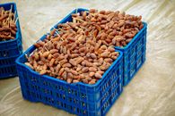 Boxes of fresh dates on display at a market in Biskra, Algeria, showcasing local produce.