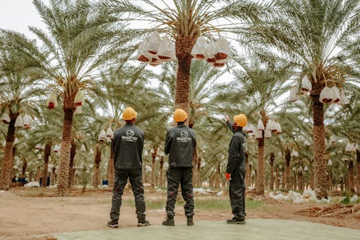 Workers in protective gear harvesting dates at a palm plantation in Biskra, Algeria.