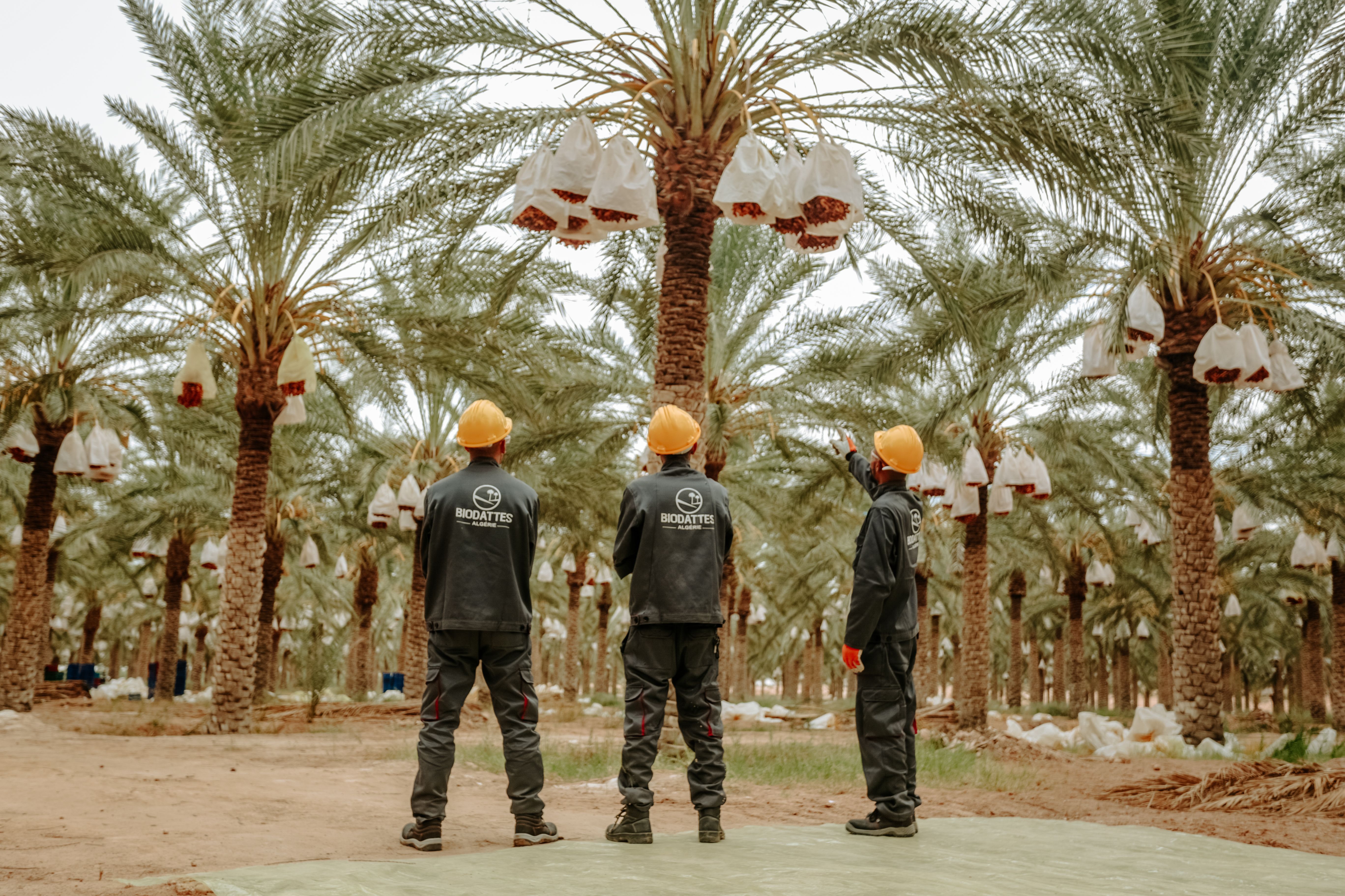 Dates And Date Trees Arab Man Photos, Download The BEST Free Dates And ...
