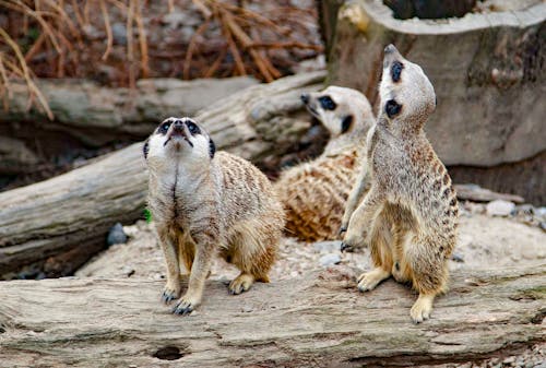 Meerkats on a Dry Tree Log 