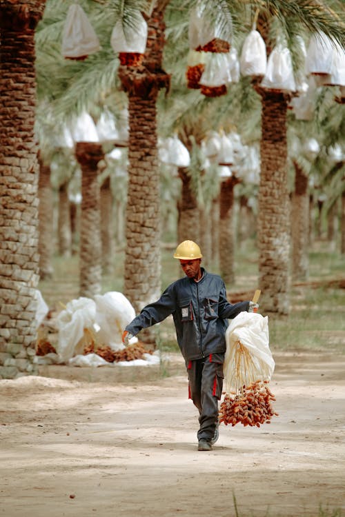 A Man Carrying Freshly Harvested Dates 