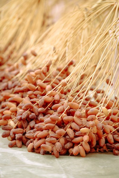 Free Close-up of freshly harvested dates drying in Biskra, Algeria. Rustic and natural setting. Stock Photo