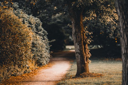 A Footpath between Trees and Shrubs in a Park 