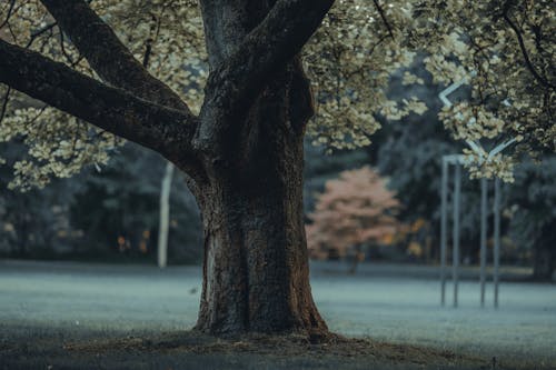 Immagine gratuita di abbaiare, albero, autunno