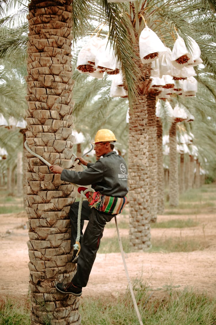 A Man Climbing A Date Palm To Harvest The Dates 