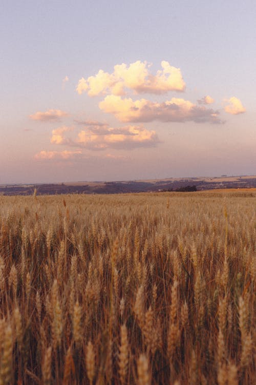 Imagine de stoc gratuită din agricultură, amurg, apus