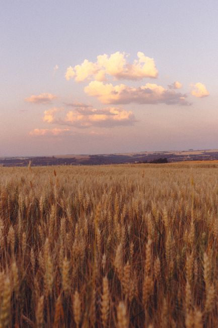 Breathtaking view of a wheat field at sunset in rural Brazil with beautiful clouds.